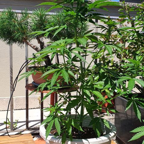 Gelato Auto growlog timeline photo