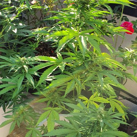 Gelato Auto growlog timeline photo