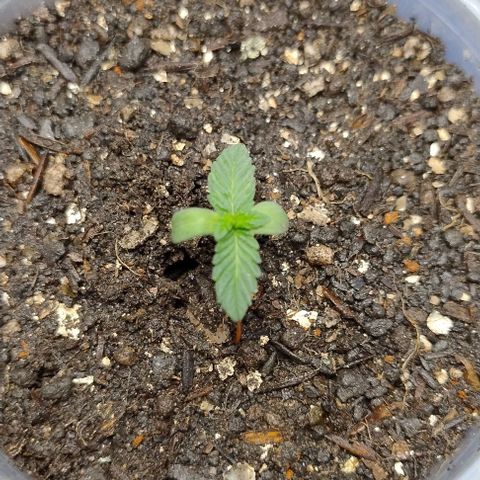 24k GOLD foto / banco: cannabiorganic growlog timeline photo