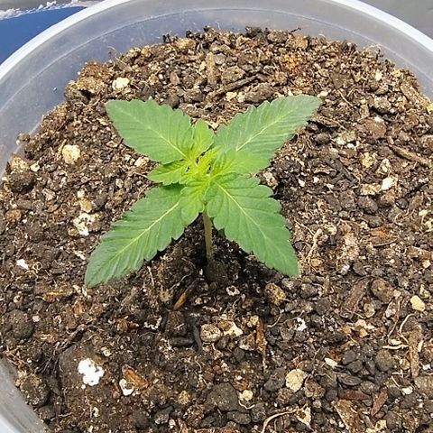 24k GOLD foto / banco: cannabiorganic growlog timeline photo