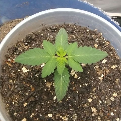 24k GOLD foto / banco: cannabiorganic growlog timeline photo