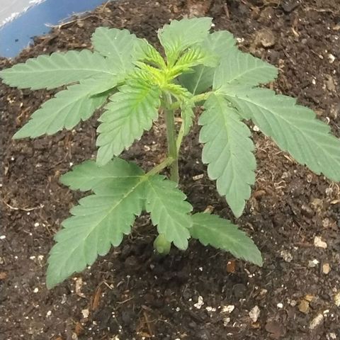 24k GOLD foto / banco: cannabiorganic growlog timeline photo