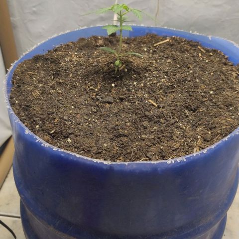 24k GOLD foto / banco: cannabiorganic growlog timeline photo