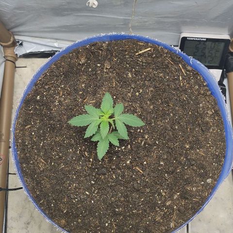 24k GOLD foto / banco: cannabiorganic growlog timeline photo