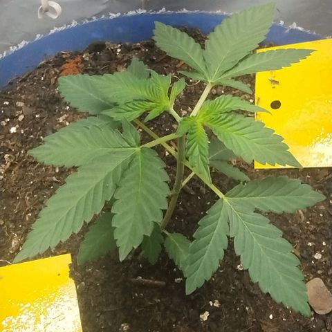 24k GOLD foto / banco: cannabiorganic growlog timeline photo