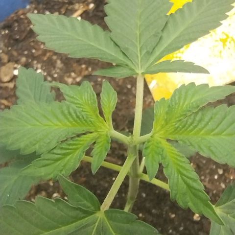 24k GOLD foto / banco: cannabiorganic growlog timeline photo