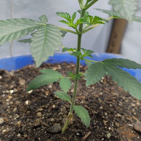 24k GOLD foto / banco: cannabiorganic growlog timeline photo