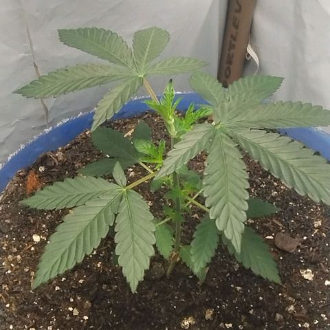 24k GOLD foto / banco: cannabiorganic growlog timeline photo