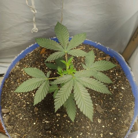 24k GOLD foto / banco: cannabiorganic growlog timeline photo