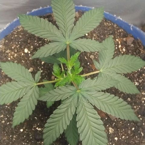 24k GOLD foto / banco: cannabiorganic growlog timeline photo