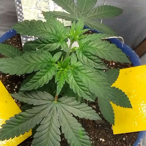 24k GOLD foto / banco: cannabiorganic growlog timeline photo