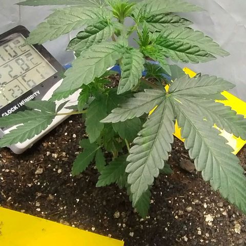 24k GOLD foto / banco: cannabiorganic growlog timeline photo