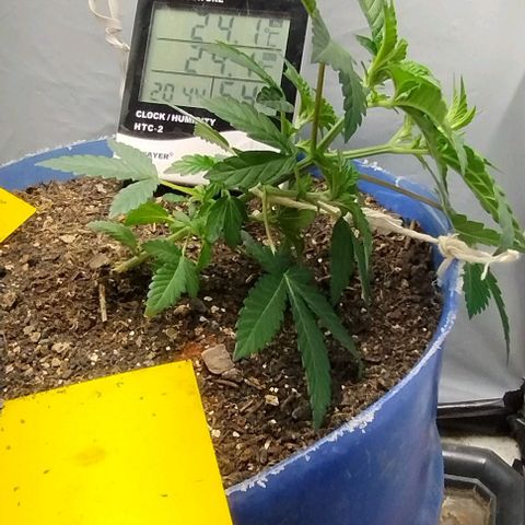 24k GOLD foto / banco: cannabiorganic growlog timeline photo