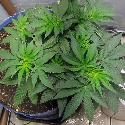 24k GOLD foto / banco: cannabiorganic growlog timeline photo