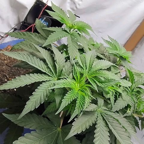 24k GOLD foto / banco: cannabiorganic growlog timeline photo