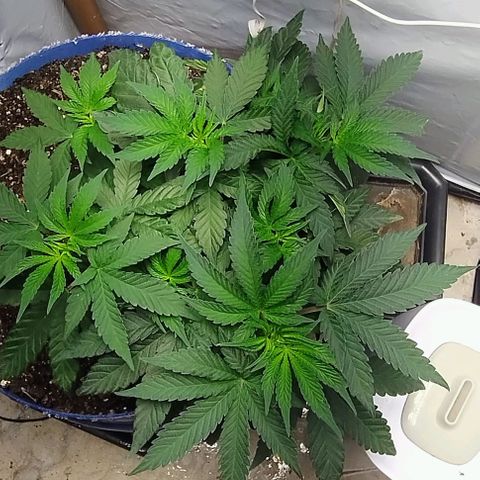24k GOLD foto / banco: cannabiorganic growlog timeline photo