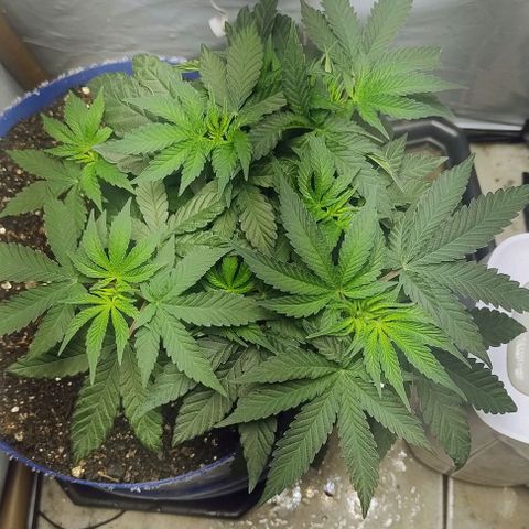 24k GOLD foto / banco: cannabiorganic growlog timeline photo