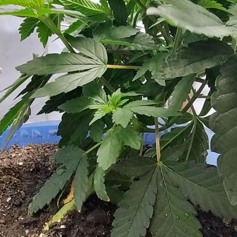 24k GOLD foto / banco: cannabiorganic growlog timeline photo