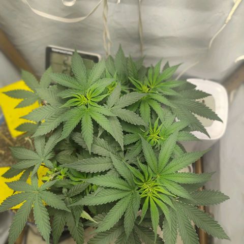 24k GOLD foto / banco: cannabiorganic growlog timeline photo