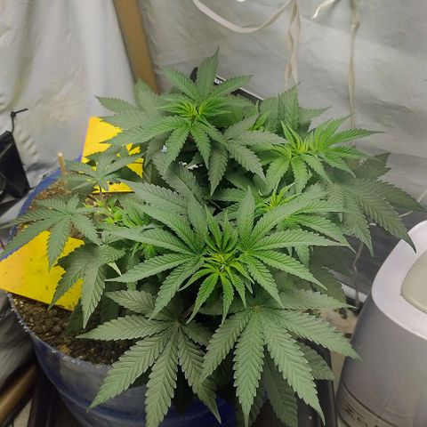 24k GOLD foto / banco: cannabiorganic growlog timeline photo