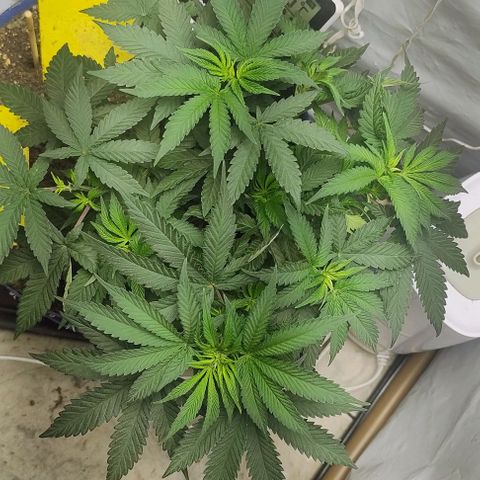 24k GOLD foto / banco: cannabiorganic growlog timeline photo