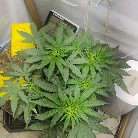 24k GOLD foto / banco: cannabiorganic growlog timeline photo