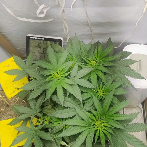 24k GOLD foto / banco: cannabiorganic growlog timeline photo