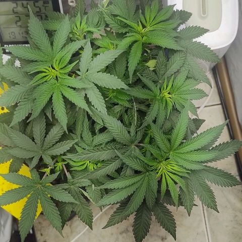 24k GOLD foto / banco: cannabiorganic growlog timeline photo