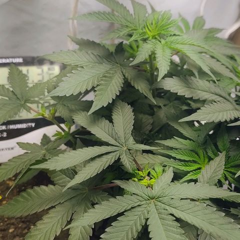 24k GOLD foto / banco: cannabiorganic growlog timeline photo