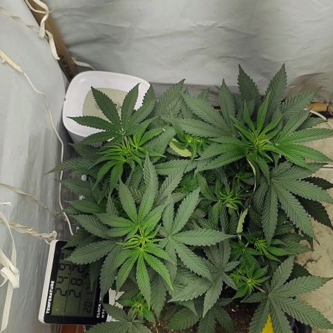 24k GOLD foto / banco: cannabiorganic growlog photo: Tá vindo cada vez mais linda , vários top bud , 3 poda top para ramificar mais. Tão vindo forte. Saudável deixando só crescer para difecionas na scrog 