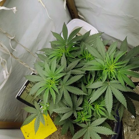 24k GOLD foto / banco: cannabiorganic growlog photo: Tá vindo cada vez mais linda , vários top bud , 3 poda top para ramificar mais. Tão vindo forte. Saudável deixando só crescer para difecionas na scrog 