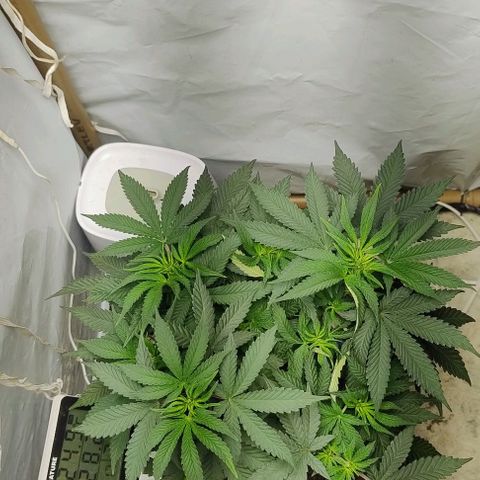 24k GOLD foto / banco: cannabiorganic growlog photo: Tá vindo cada vez mais linda , vários top bud , 3 poda top para ramificar mais. Tão vindo forte. Saudável deixando só crescer para difecionas na scrog 