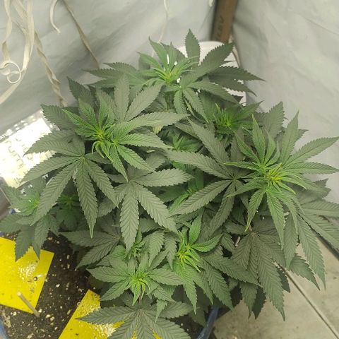 24k GOLD foto / banco: cannabiorganic growlog timeline photo
