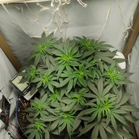 24k GOLD foto / banco: cannabiorganic growlog timeline photo