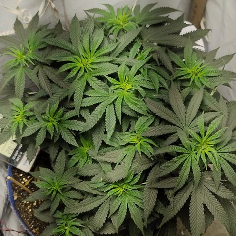 24k GOLD foto / banco: cannabiorganic growlog timeline photo