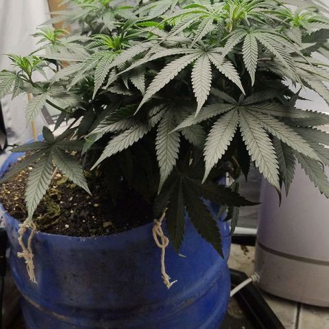 24k GOLD foto / banco: cannabiorganic growlog timeline photo