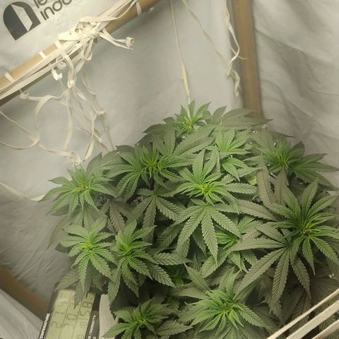 24k GOLD foto / banco: cannabiorganic growlog timeline photo