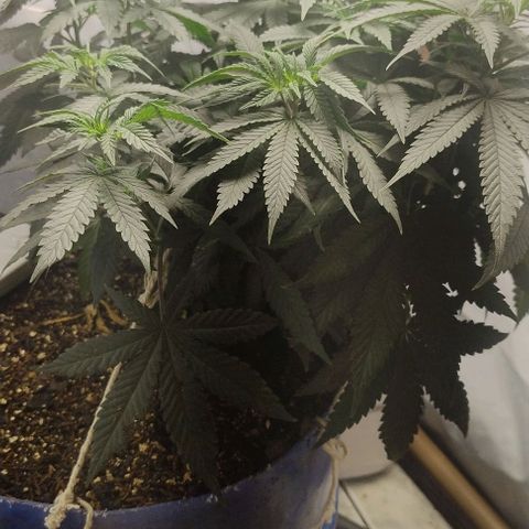 24k GOLD foto / banco: cannabiorganic growlog timeline photo