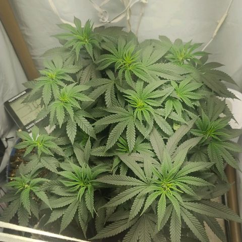 24k GOLD foto / banco: cannabiorganic growlog timeline photo