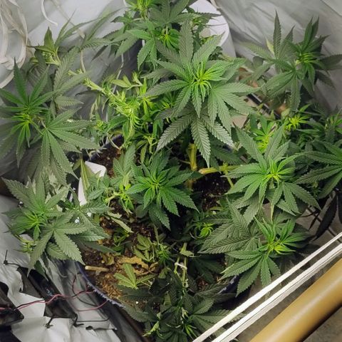 24k GOLD foto / banco: cannabiorganic growlog timeline photo