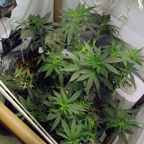 24k GOLD foto / banco: cannabiorganic growlog timeline photo