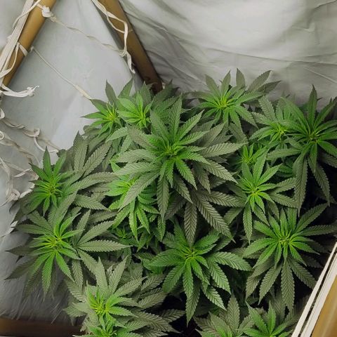24k GOLD foto / banco: cannabiorganic growlog timeline photo