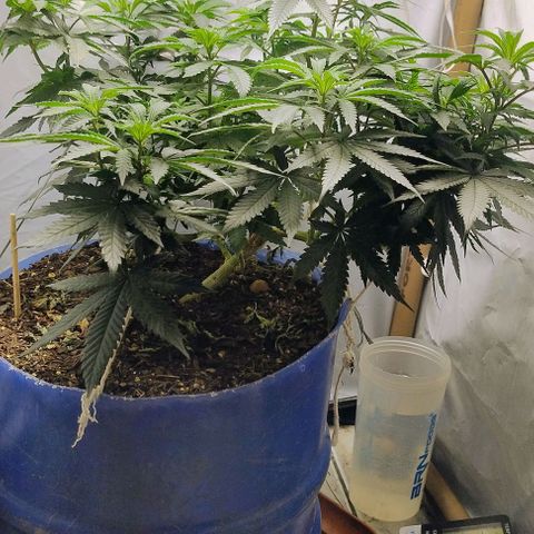 24k GOLD foto / banco: cannabiorganic growlog timeline photo