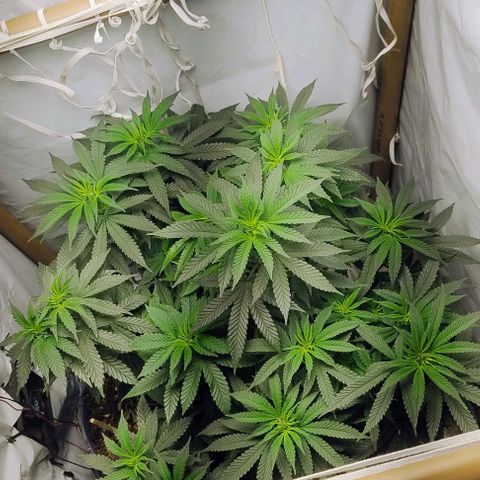 24k GOLD foto / banco: cannabiorganic growlog timeline photo