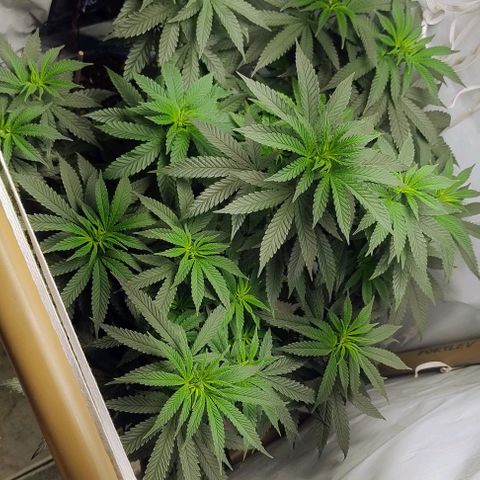 24k GOLD foto / banco: cannabiorganic growlog timeline photo