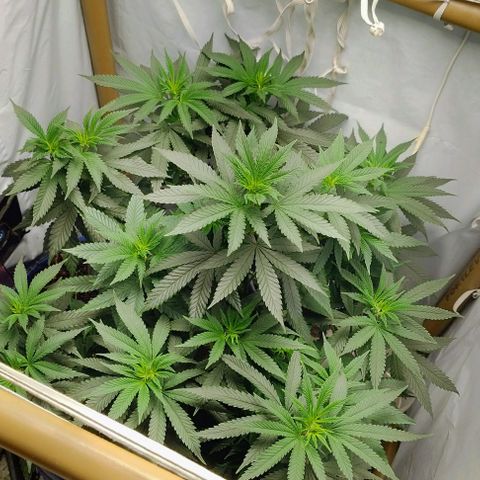 24k GOLD foto / banco: cannabiorganic growlog timeline photo