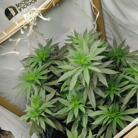 24k GOLD foto / banco: cannabiorganic growlog timeline photo