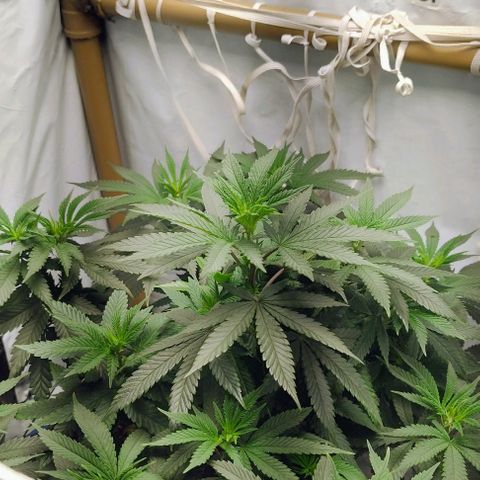 24k GOLD foto / banco: cannabiorganic growlog timeline photo