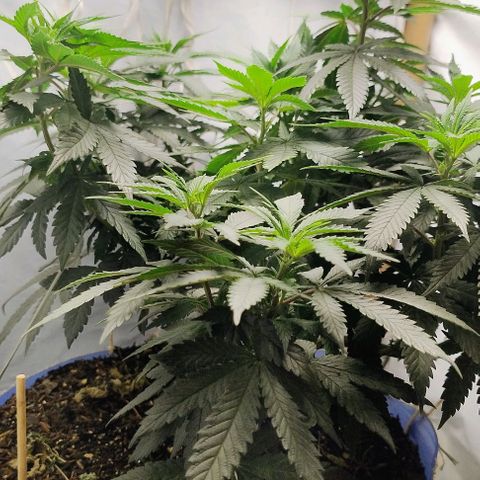 24k GOLD foto / banco: cannabiorganic growlog timeline photo