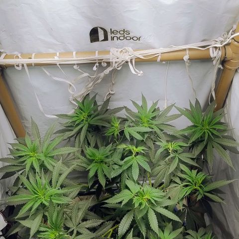 24k GOLD foto / banco: cannabiorganic growlog timeline photo